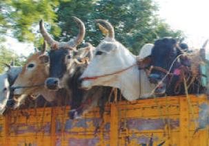 SMC attaches RFID tags to 14,503 cattle so far