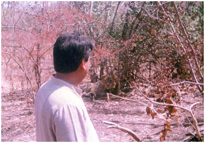 Gir Lion – My First Love ; a documentary released on Parimal Nathwani’s 3 decades of experience with Gir Lions