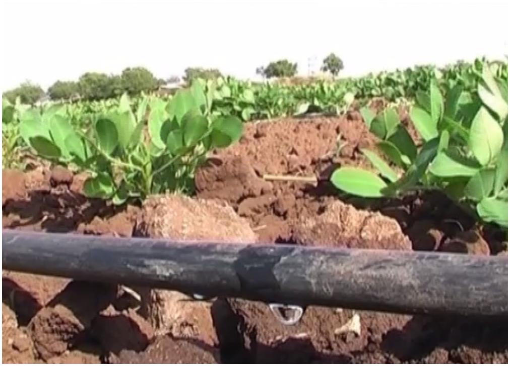 6 Fold increase in drip irrigation coverage in Gujarat in 10 years