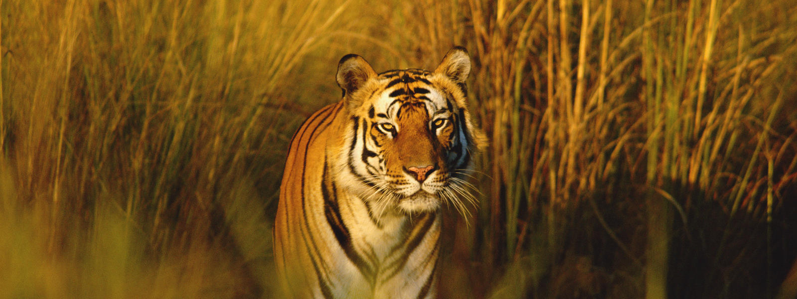 No evidence of Tiger in Mahisagar : Forest Department