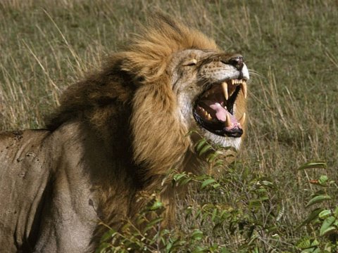 Gujarat govt increases relief amount over human and cattle deaths due to wild animal attacks | DeshGujarat Gujarat govt increases relief amount over human and cattle deaths due to wild animal attacks | DeshGujarat