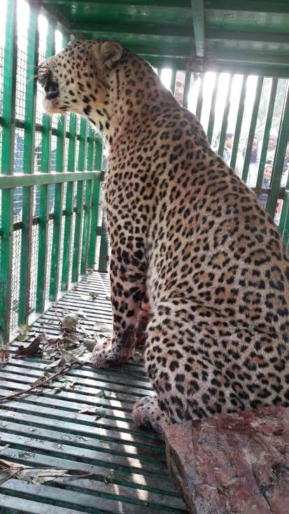 Wildlife Rehabilitation Centre of Gujarat Forest department opened at Bilasiya