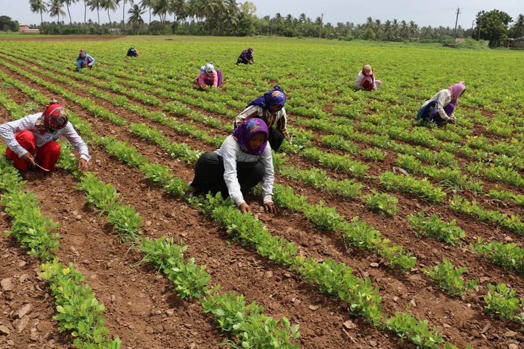 India Losing Its Agriculture Land In The Name Of Urbanization